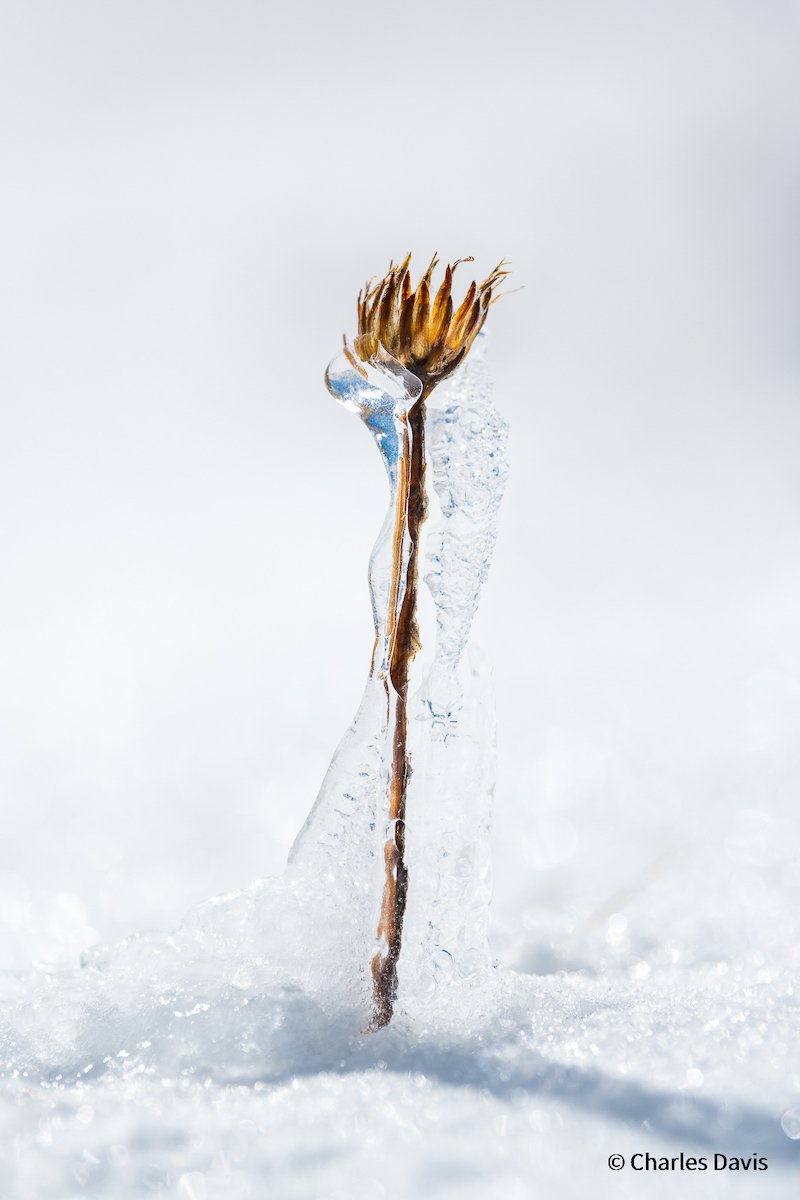 Snow Daisy by Charles Davis, New South Wales