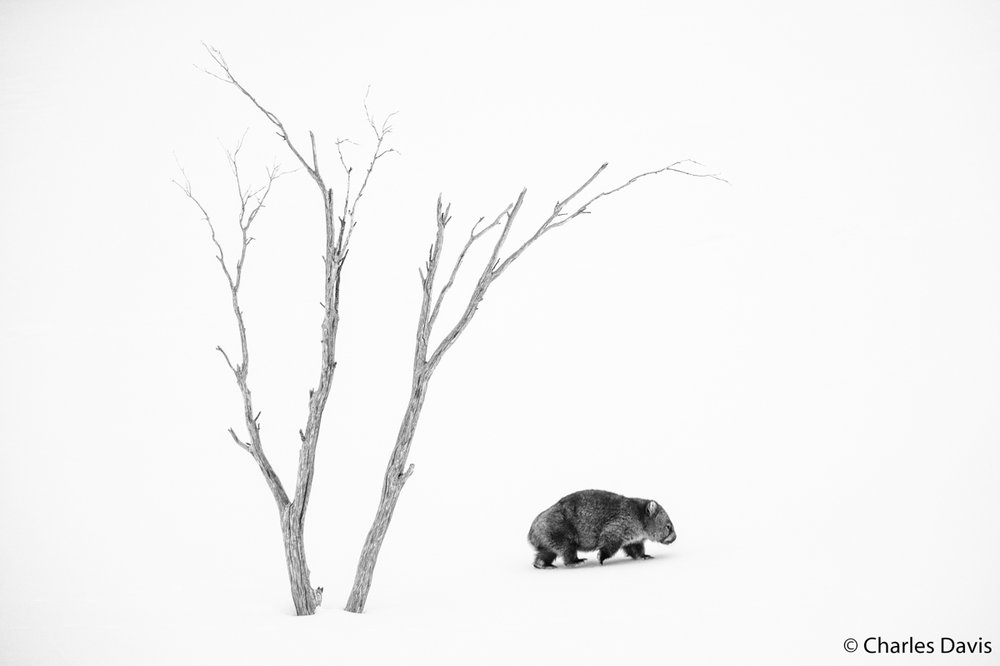Common wombat, Vombatus ursinus