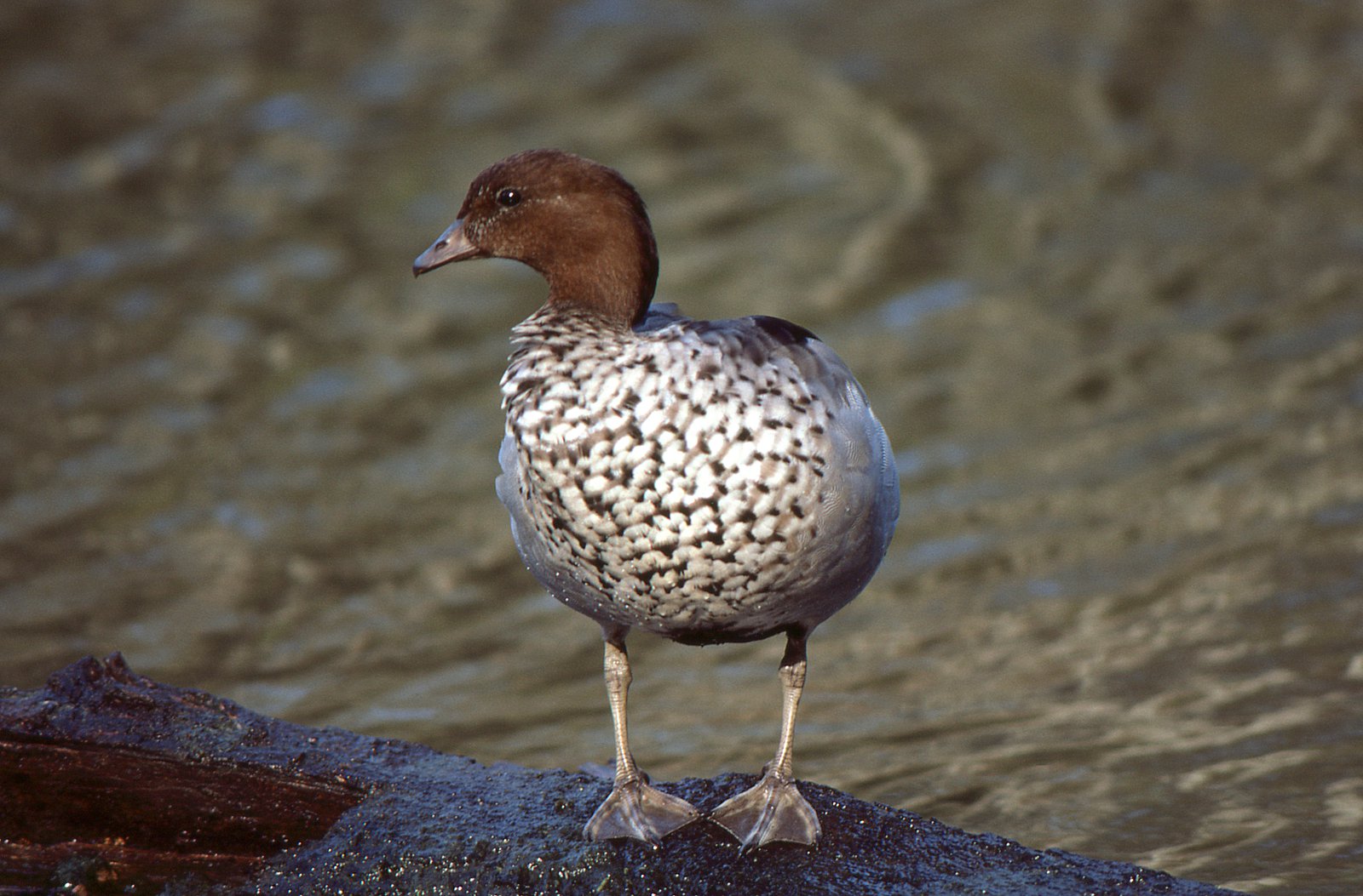 Pacific Black Duck - The Australian Museum