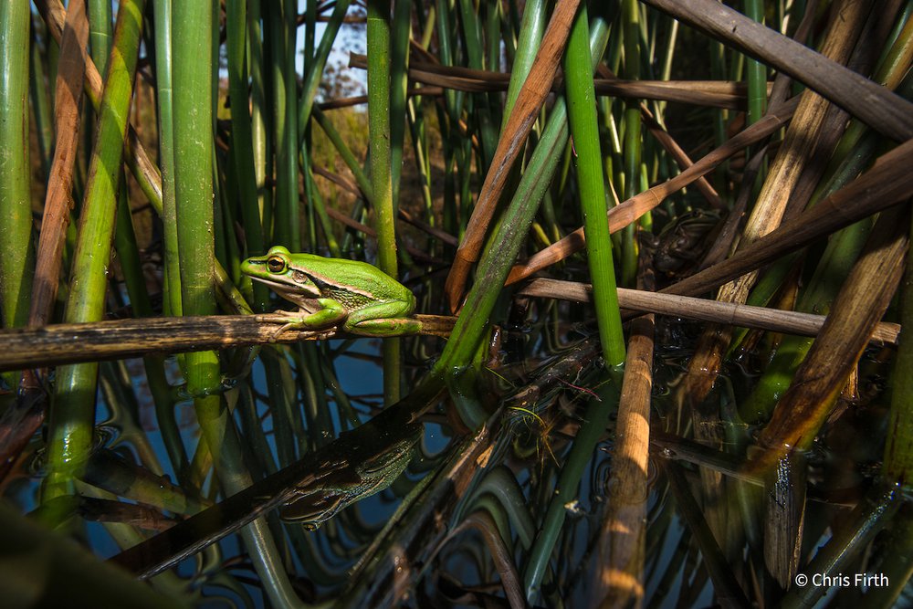 Hiding among the reeds by Chris Firth, New South Wales
