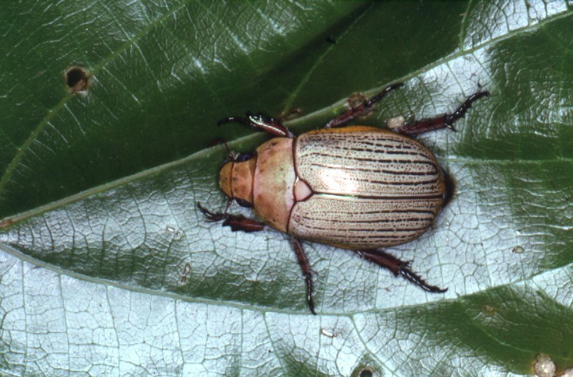 Christmas Beetle - The Australian Museum