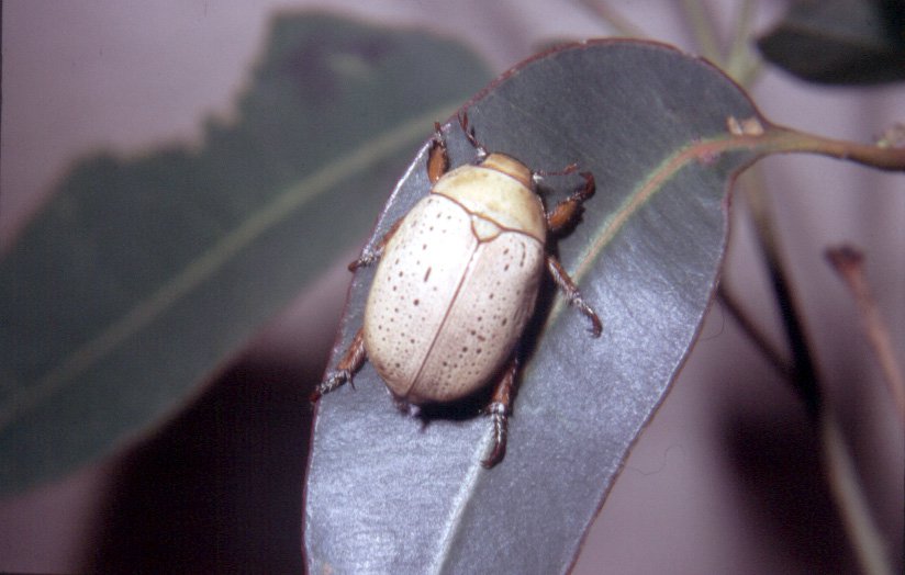 Christmas Beetle