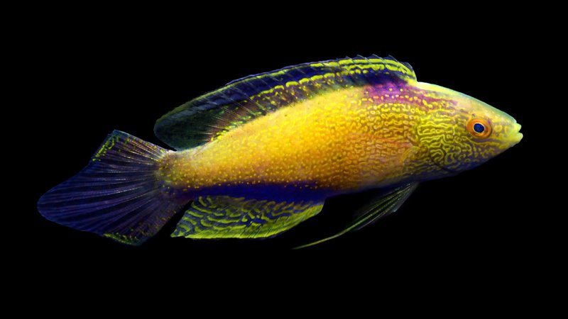 Meet Kai the Fish Guy: Australian Museum's Chadwick Biodiversity ...