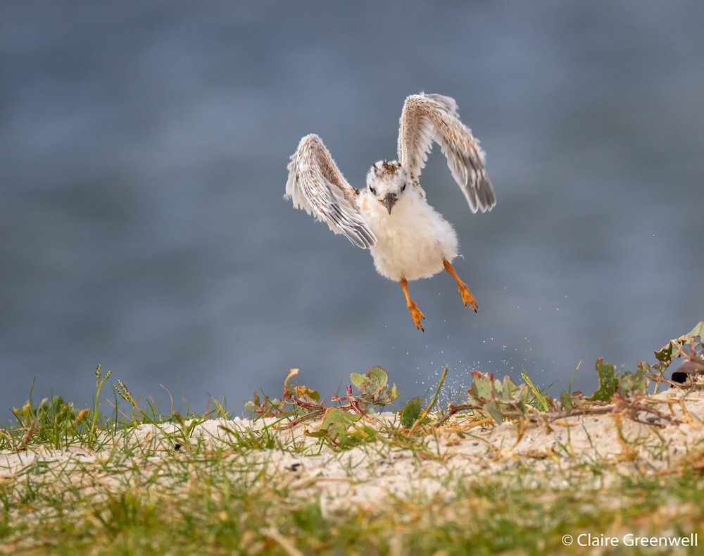 Fairy tern chick, Sternula nereis