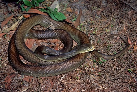 Coastal Taipan, Oxyuranus scutellatus Image: Hal Cogger © Hal Cogger