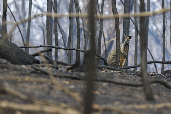 Swamp wallaby