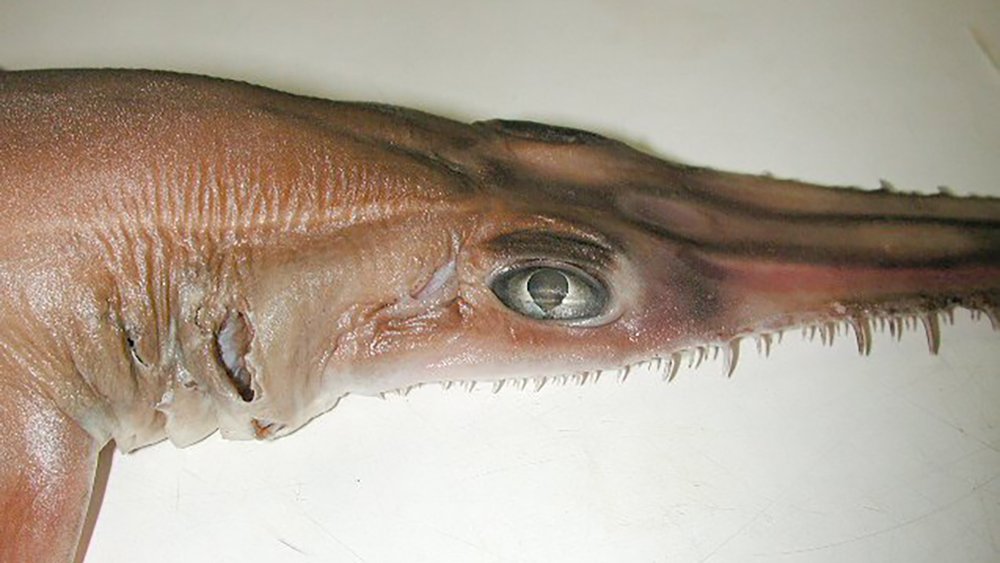 Common Sawshark, Pristiophorus cirratus (Latham, 1794) The Australian