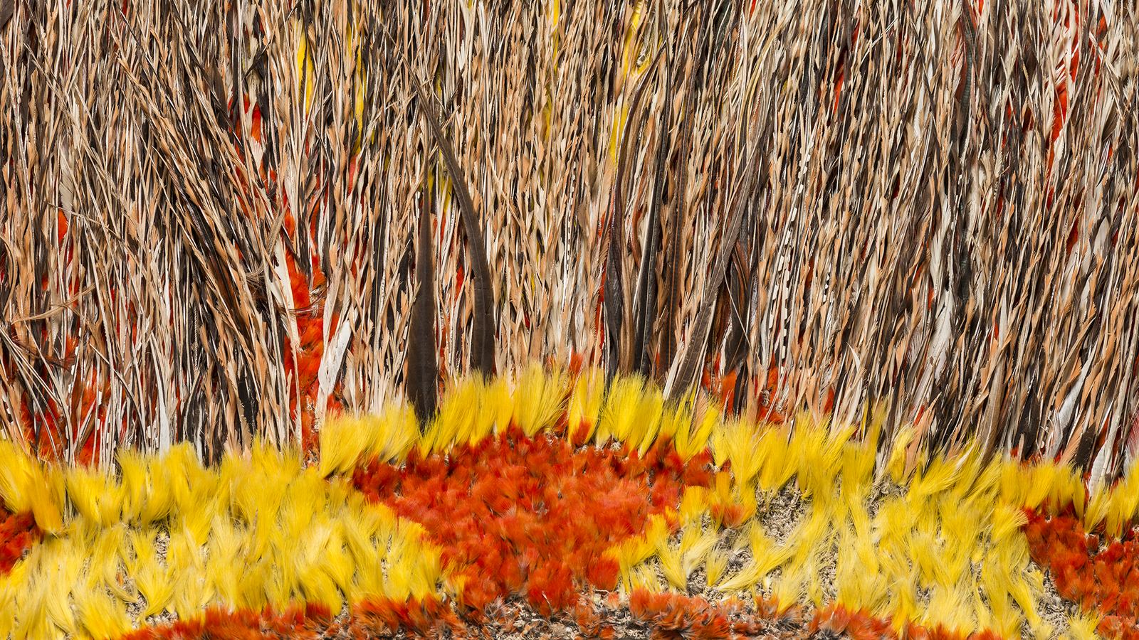 Cook’s Cape detail H000104