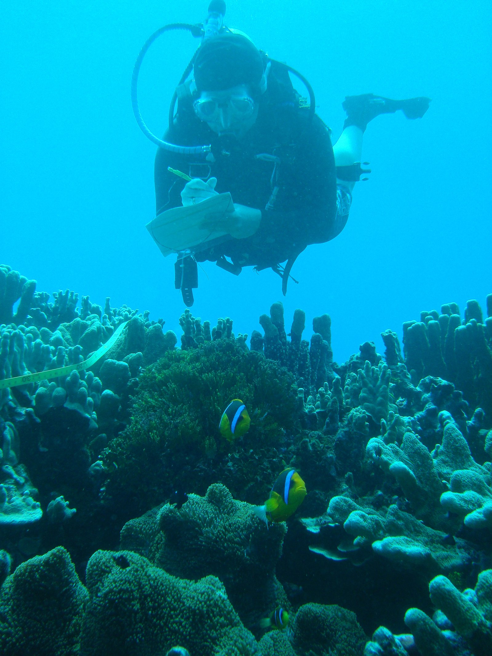 Corals of Kosrae