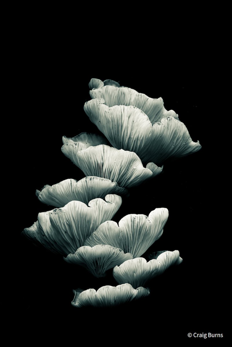 Tarkine Fungus by Craig Burns, Australian Capital Territory