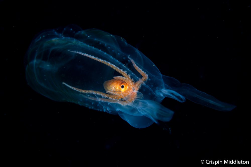 Football octopus, Ocythoe tuberculata