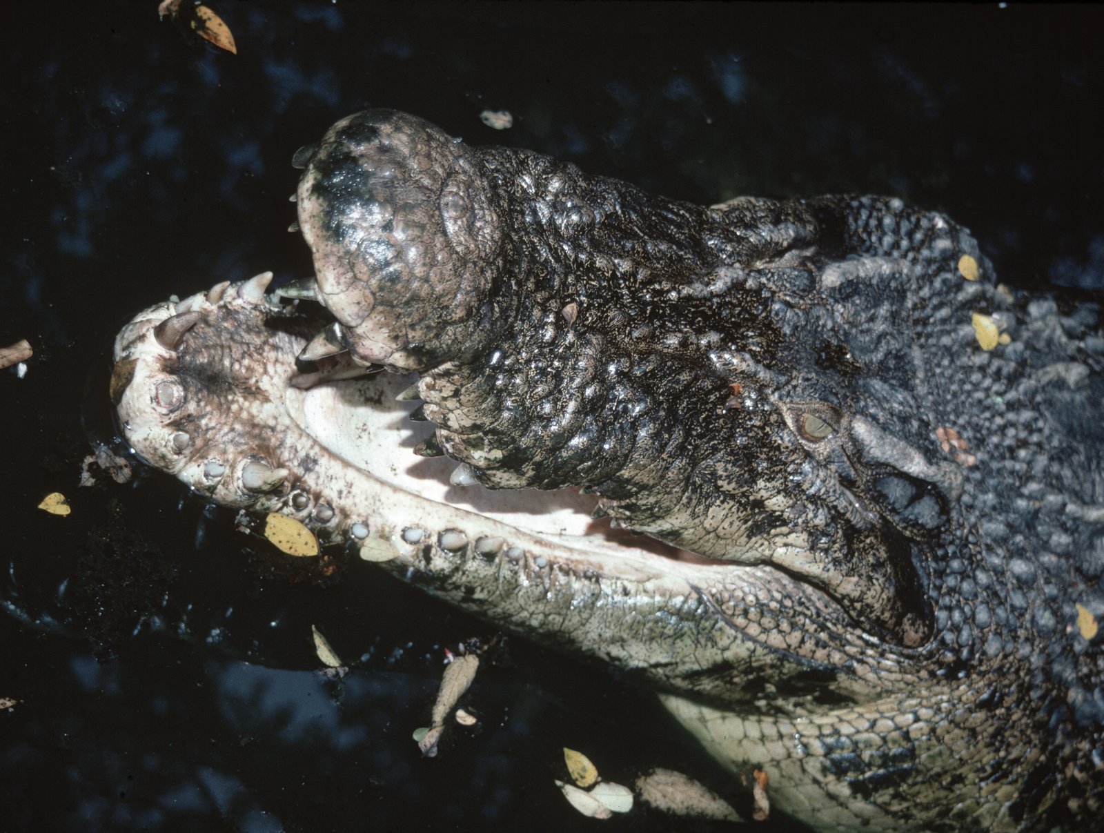 DIGGING DITCHES - FEEDING CROCODILES