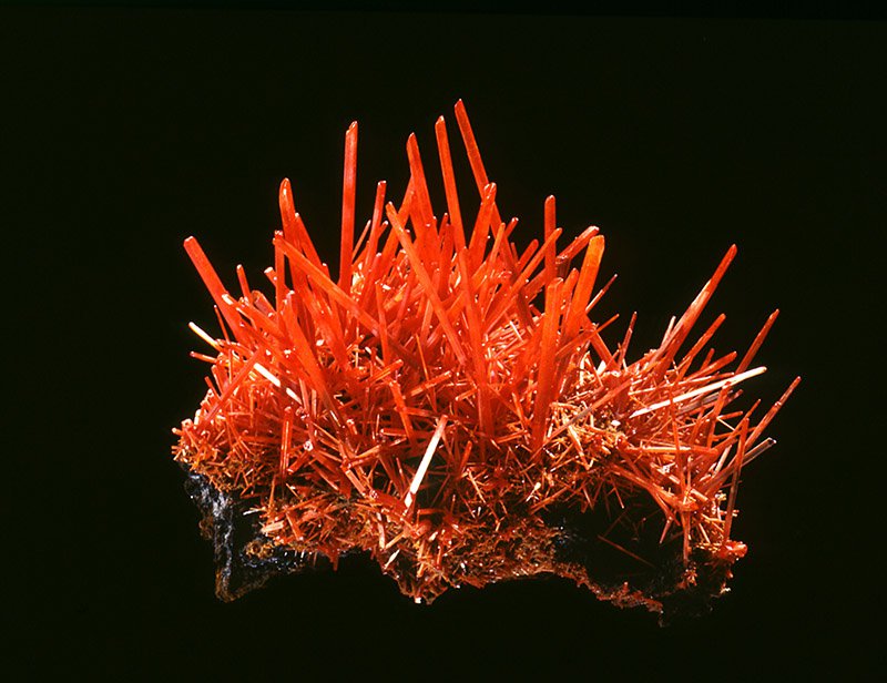 A cluster of vivid red elongated crocoite crystals spiking outward from a dark matrix.