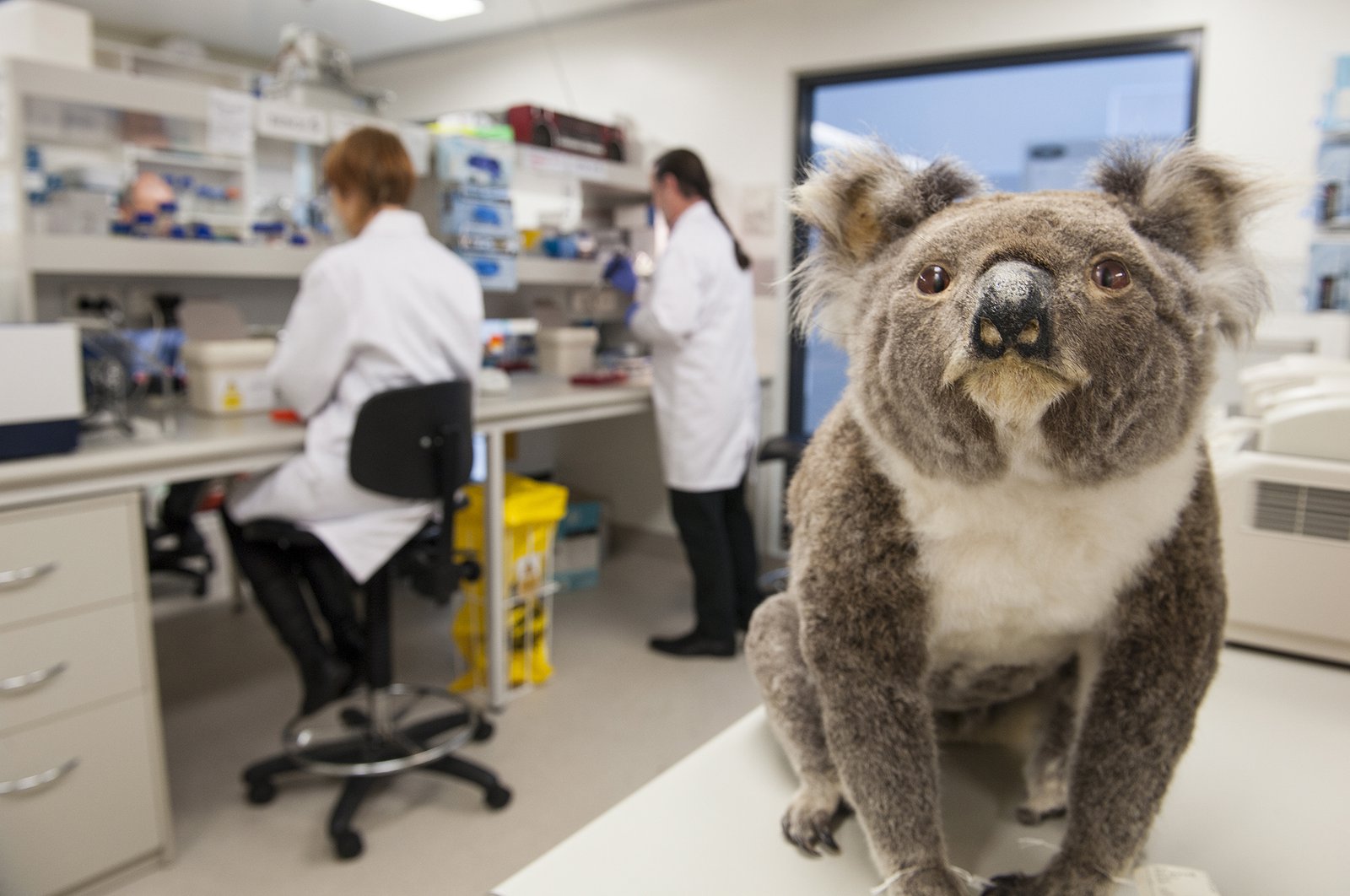 Koala Genome