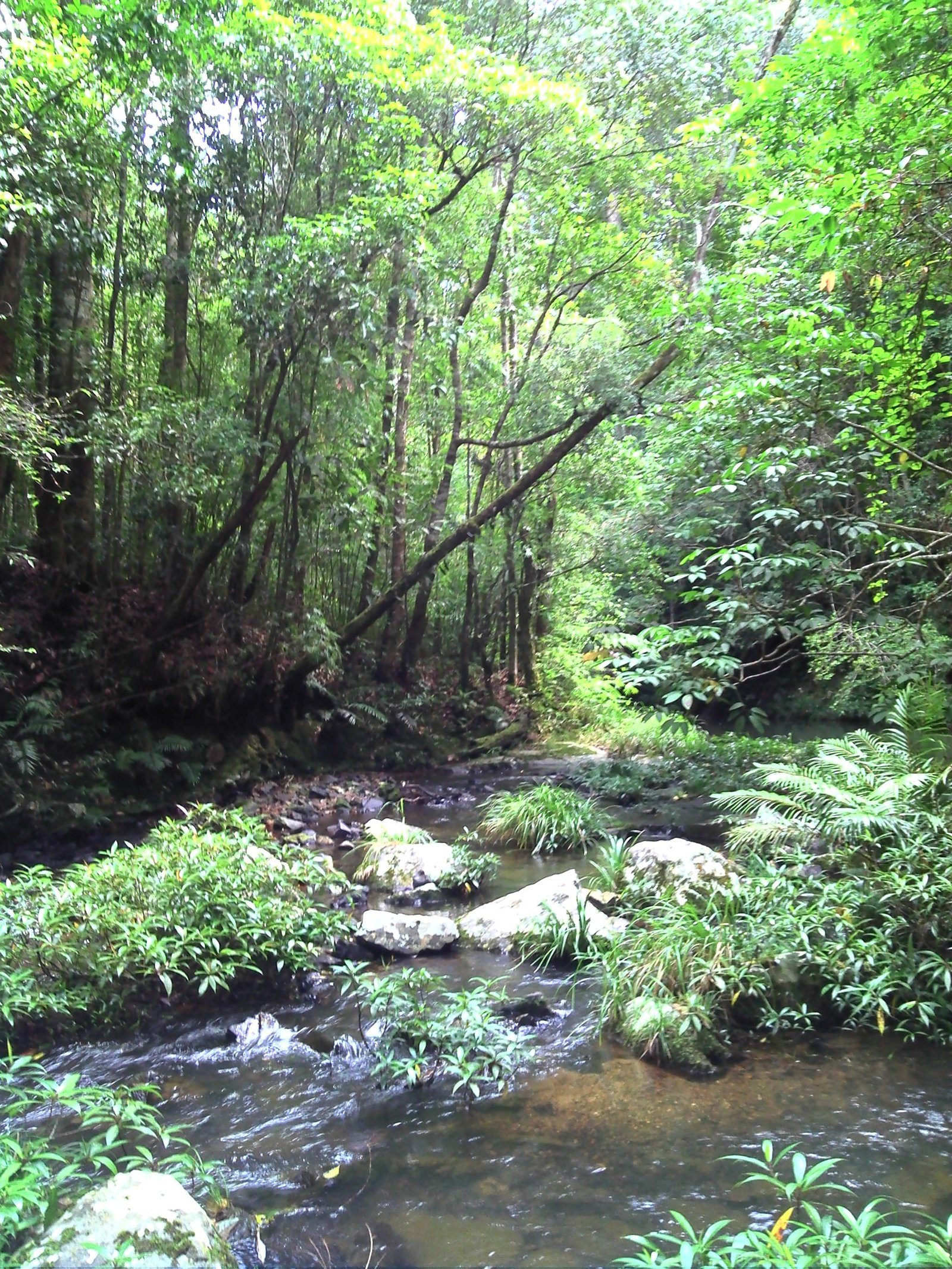 Undisturbed stream in Bidoup-Nui Ba National Park