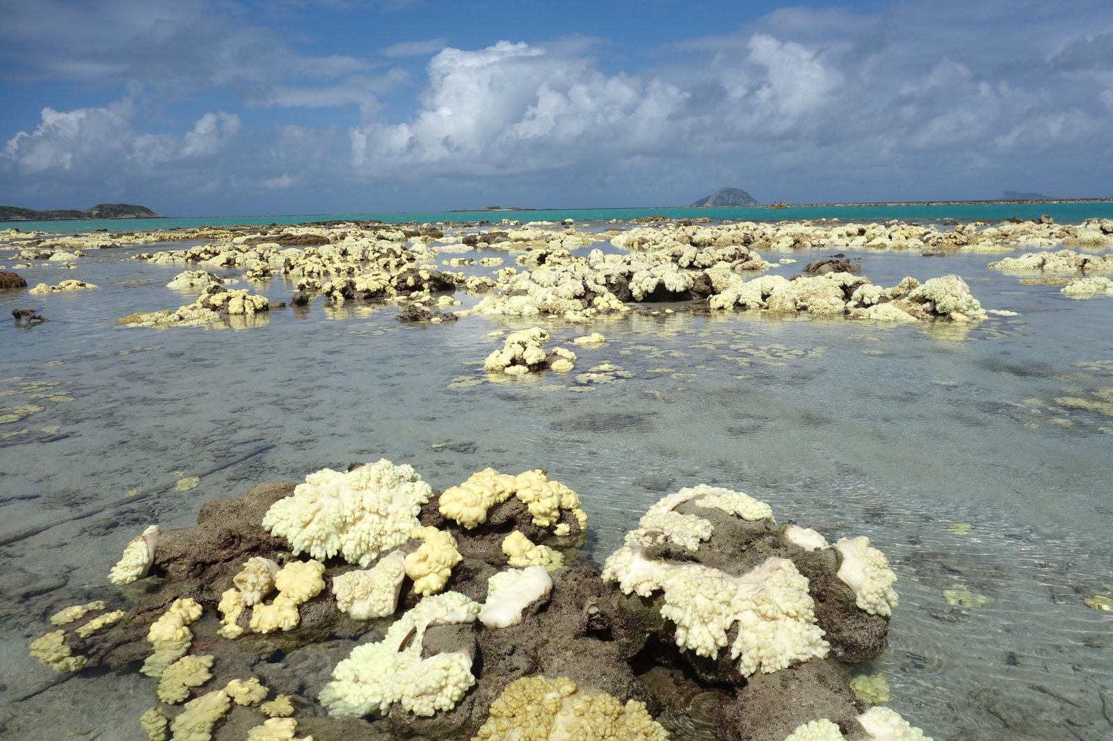 Lizard Island Coral Bleaching