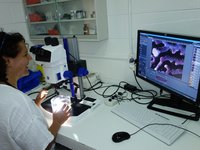 Stylasterid coral research at Lizard Island