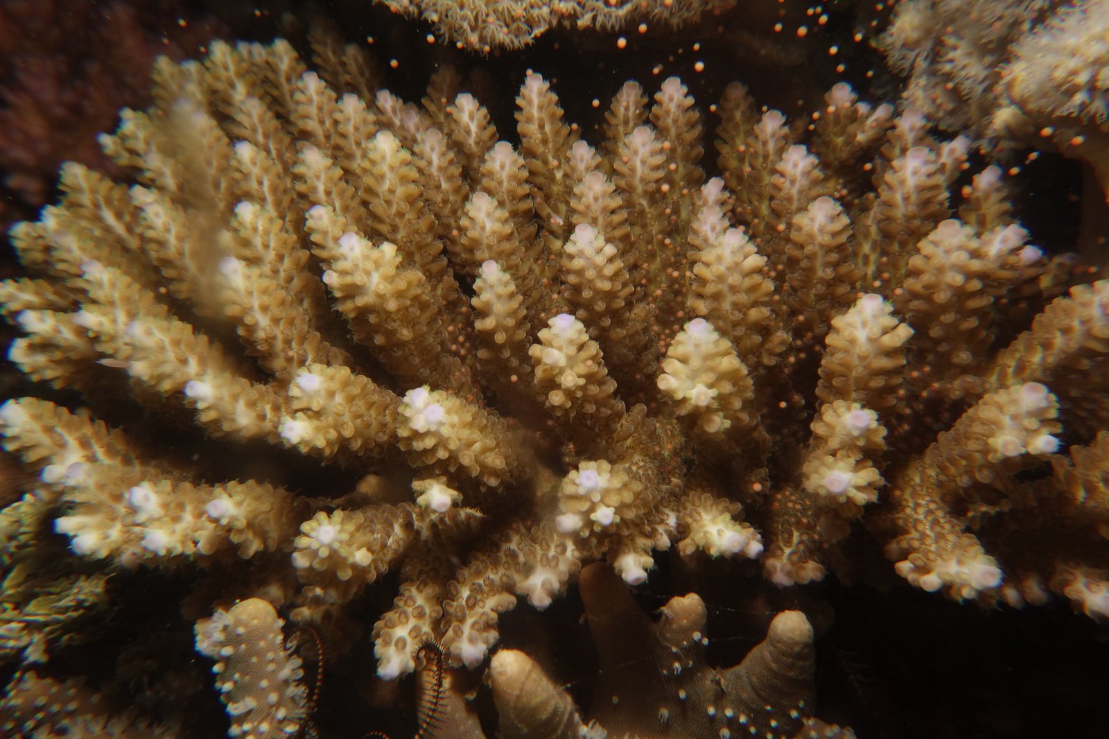 A close up of acropora coral at Lizard Island Research Station.