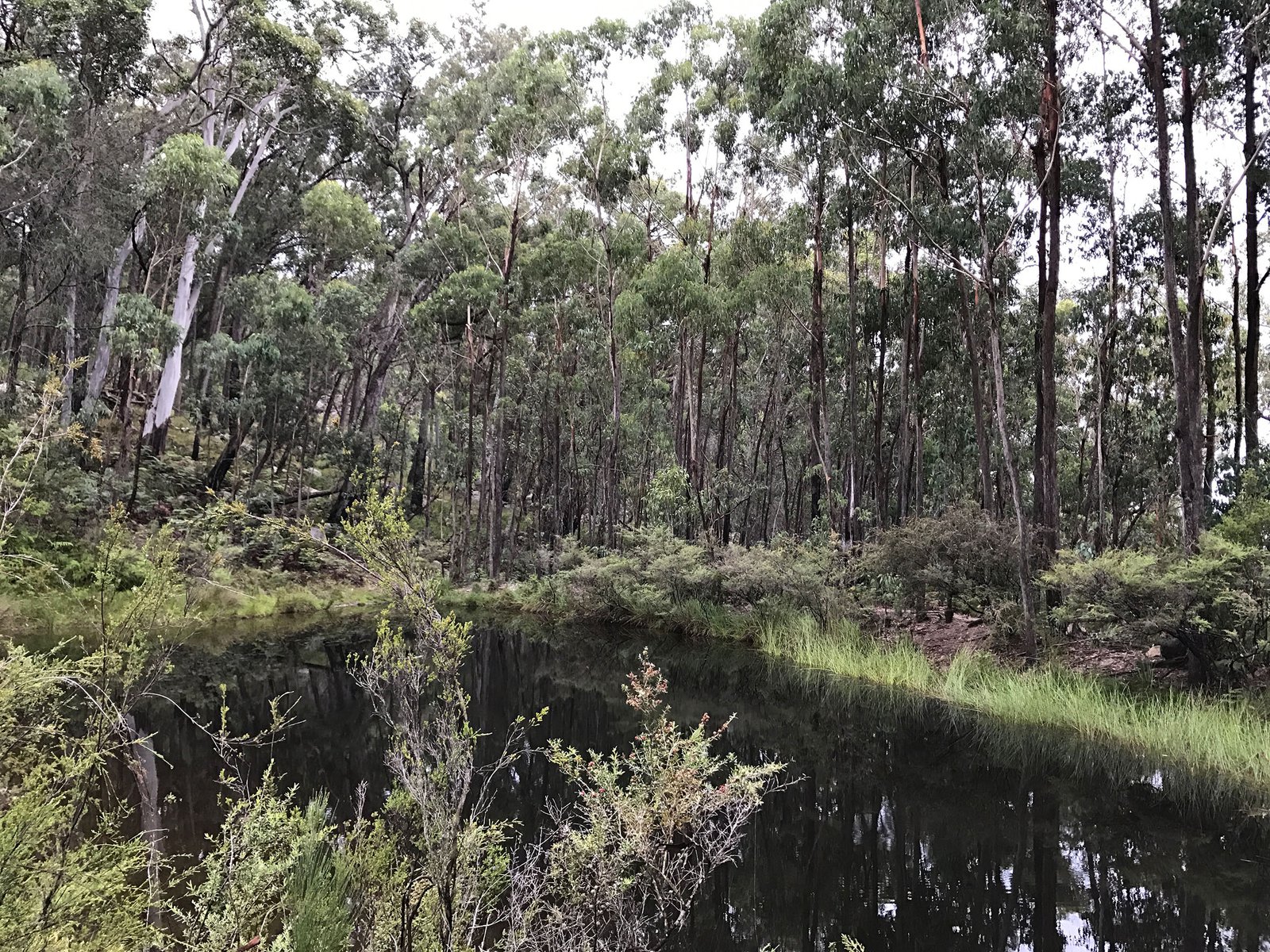 Farm dam on a private property on the Northern Tablelands of New South Wales.