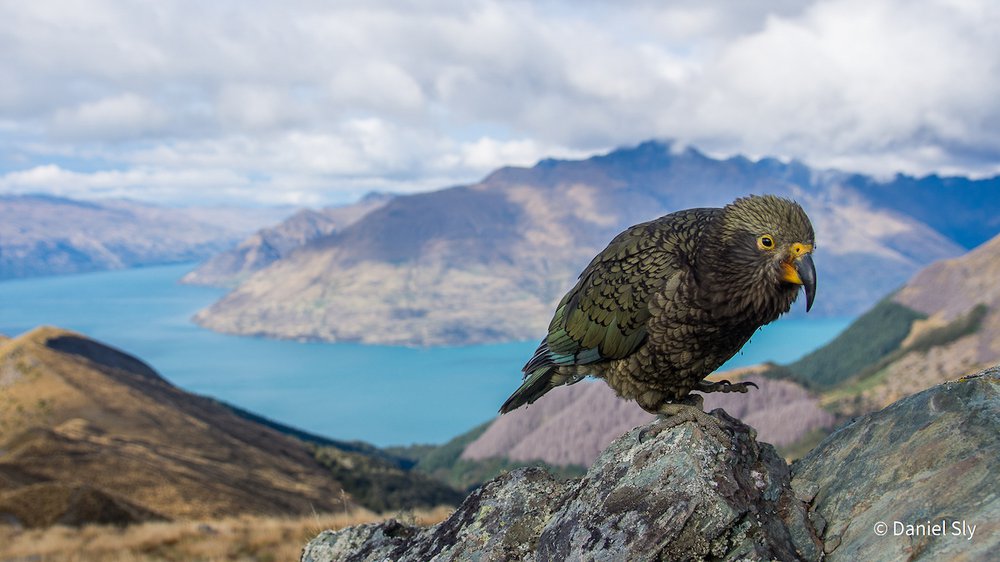 Kea with a View by Daniel Sly, New South Wales