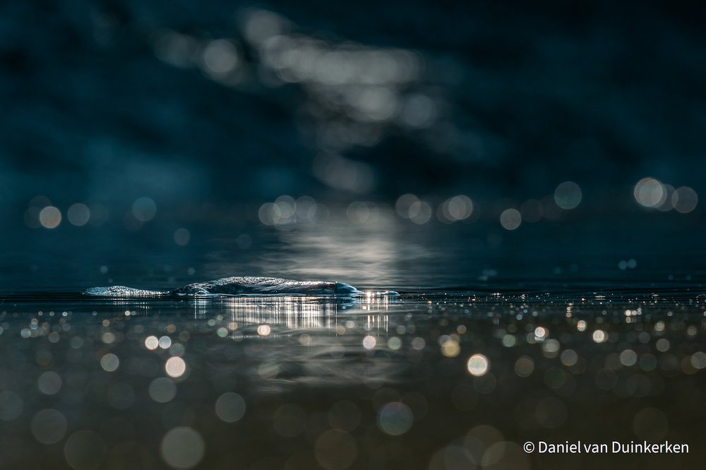 The Mythical Platypus by Daniel van Duinkerken, Tasmania