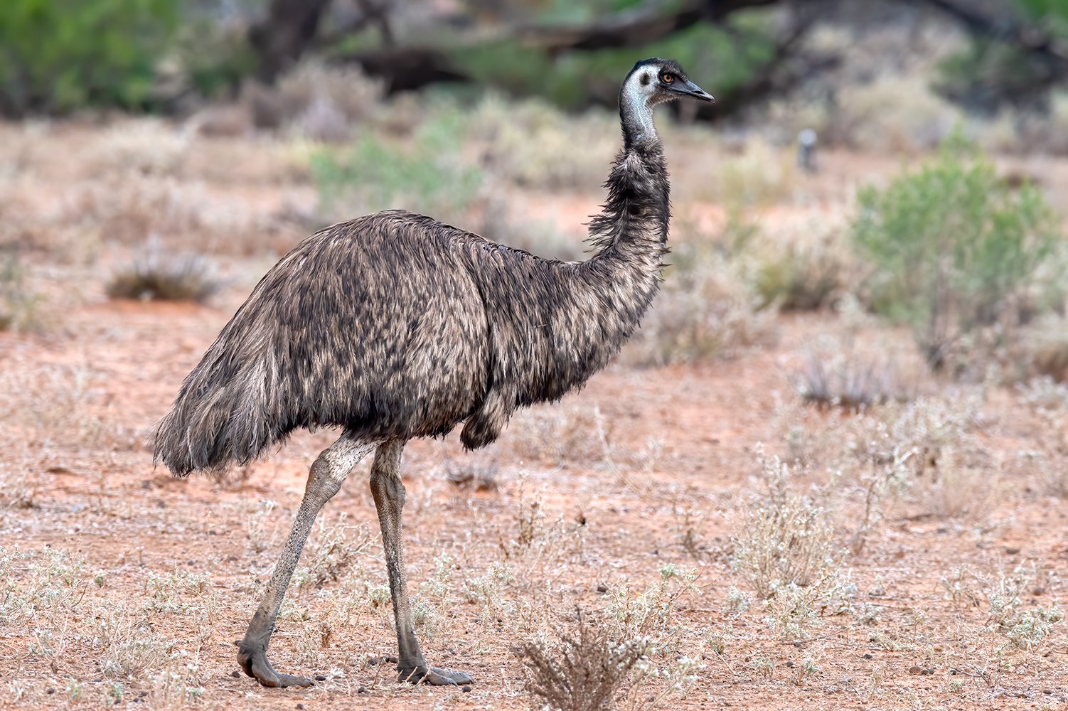 Tasmanischer Emu The Forgotten Tasmanian Emus JRRMO