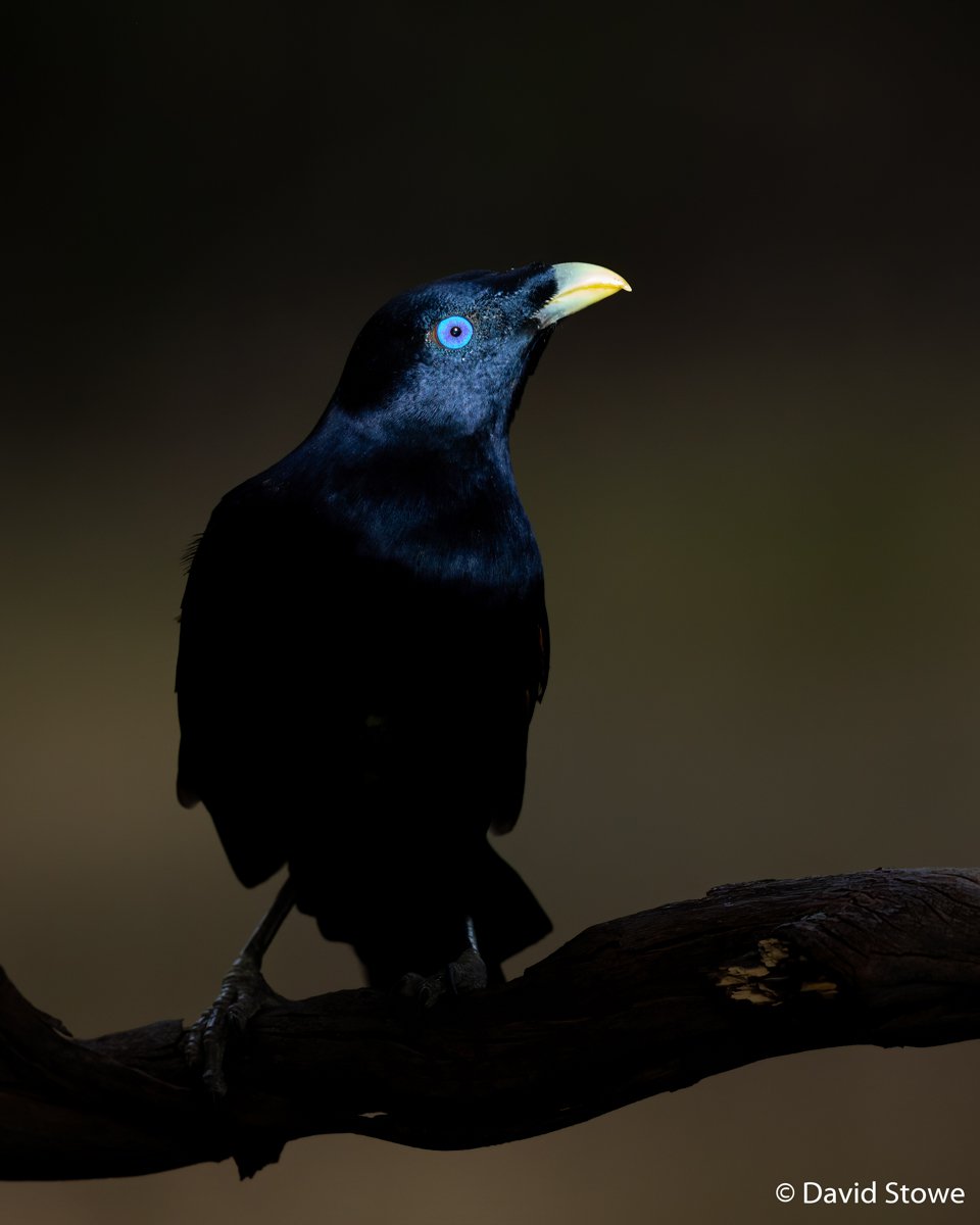 Satin bowerbird, Ptilonorhynchus violaceus
