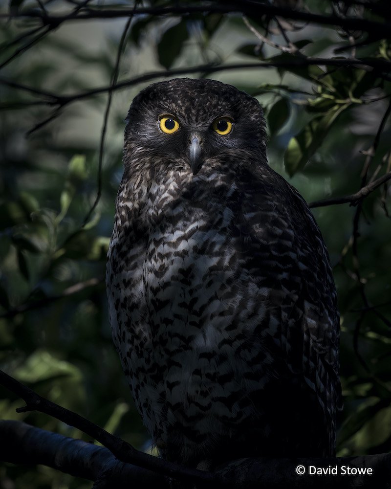 Powerful Stare by David Stowe, New South Wales