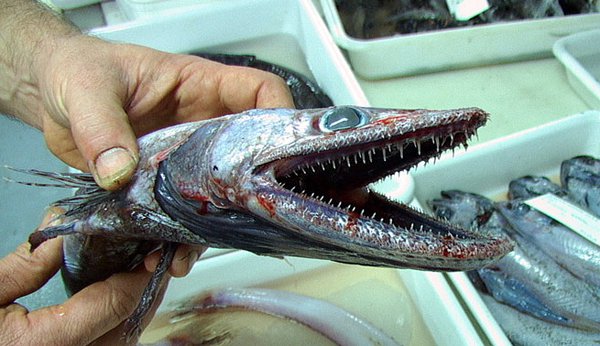 Deepsea Lizardfish, Bathysaurus ferox