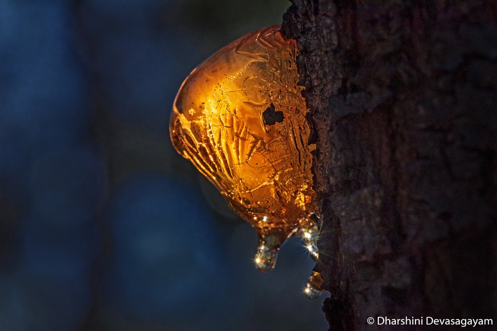 Acacia tree sap, Acacia sp.