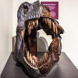 This Tyrannosaurus rex head is made up of two halves joined together - on the left is a model of how the head might look with skin and eyes and the inside of the mouth.