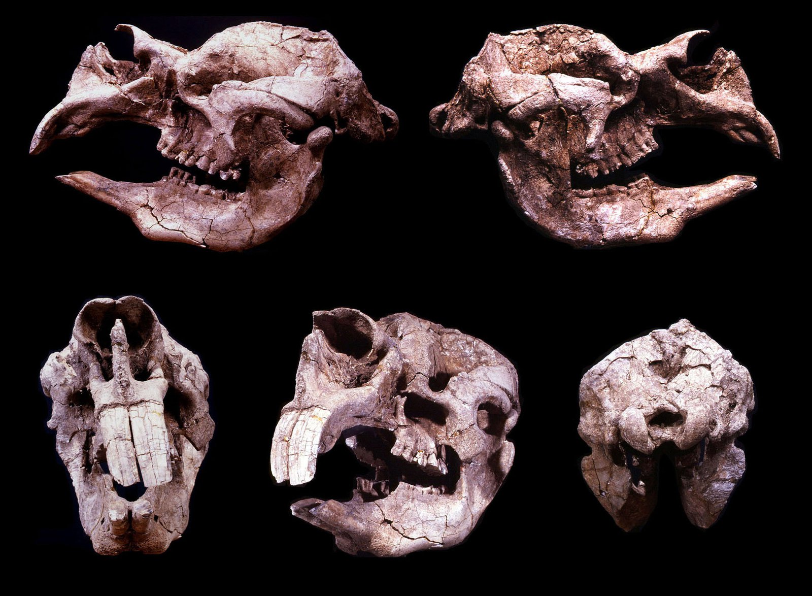 Diprotodon optatum