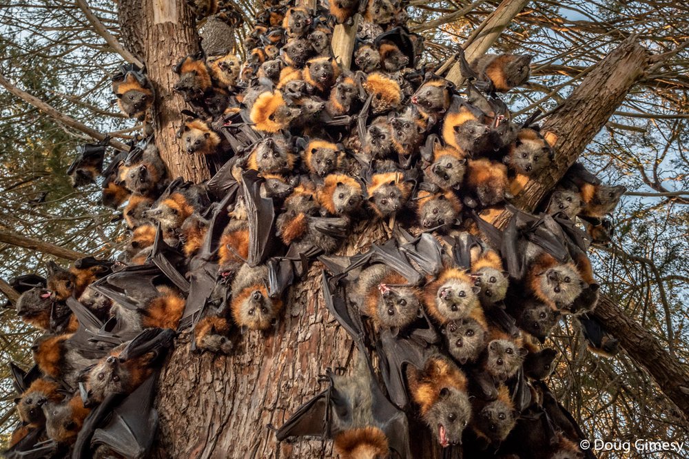 Grey-headed flying fox, Pteropus poliocephalusin