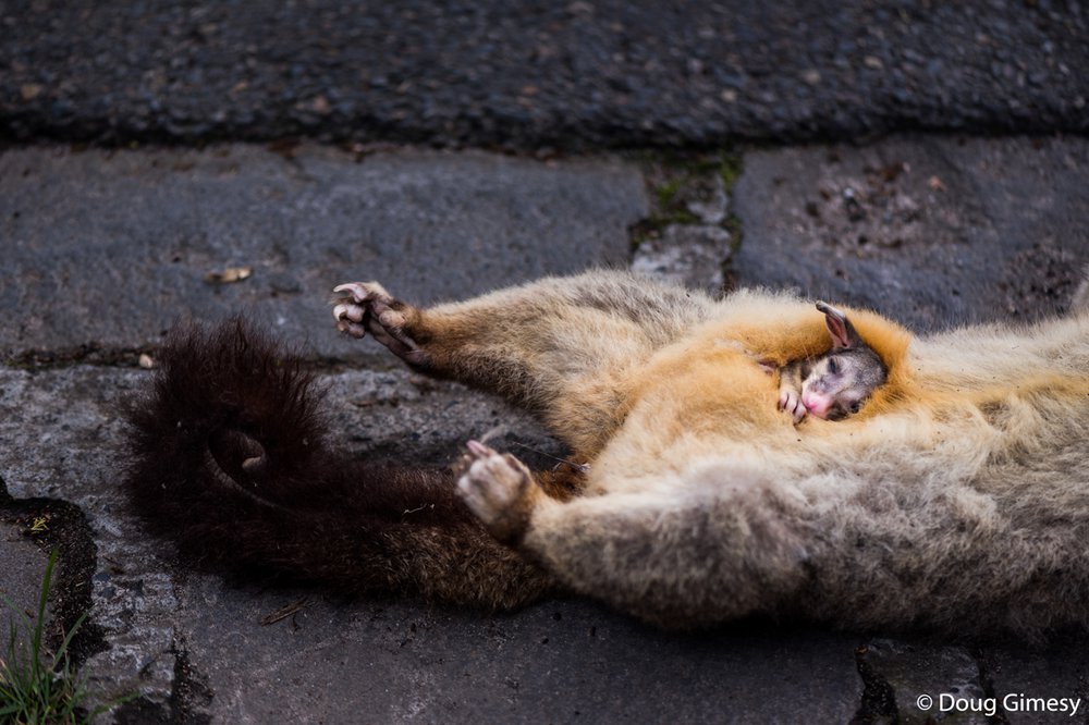 Common brushtail possum, Trichosurus vulpecula
