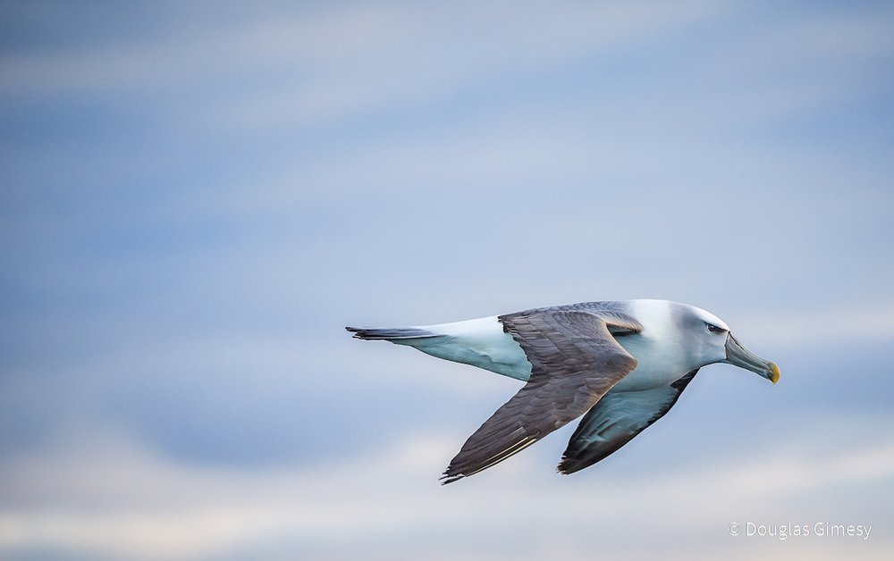 A white-capped at sunset by Douglas Gimesy, Victoria