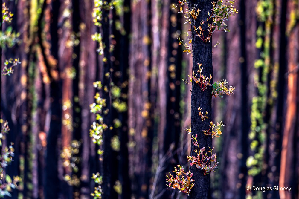 Signs of recovery by Douglas Gimesy, Victoria