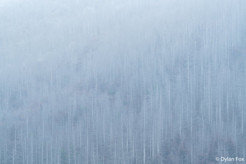 Tree covered mountain