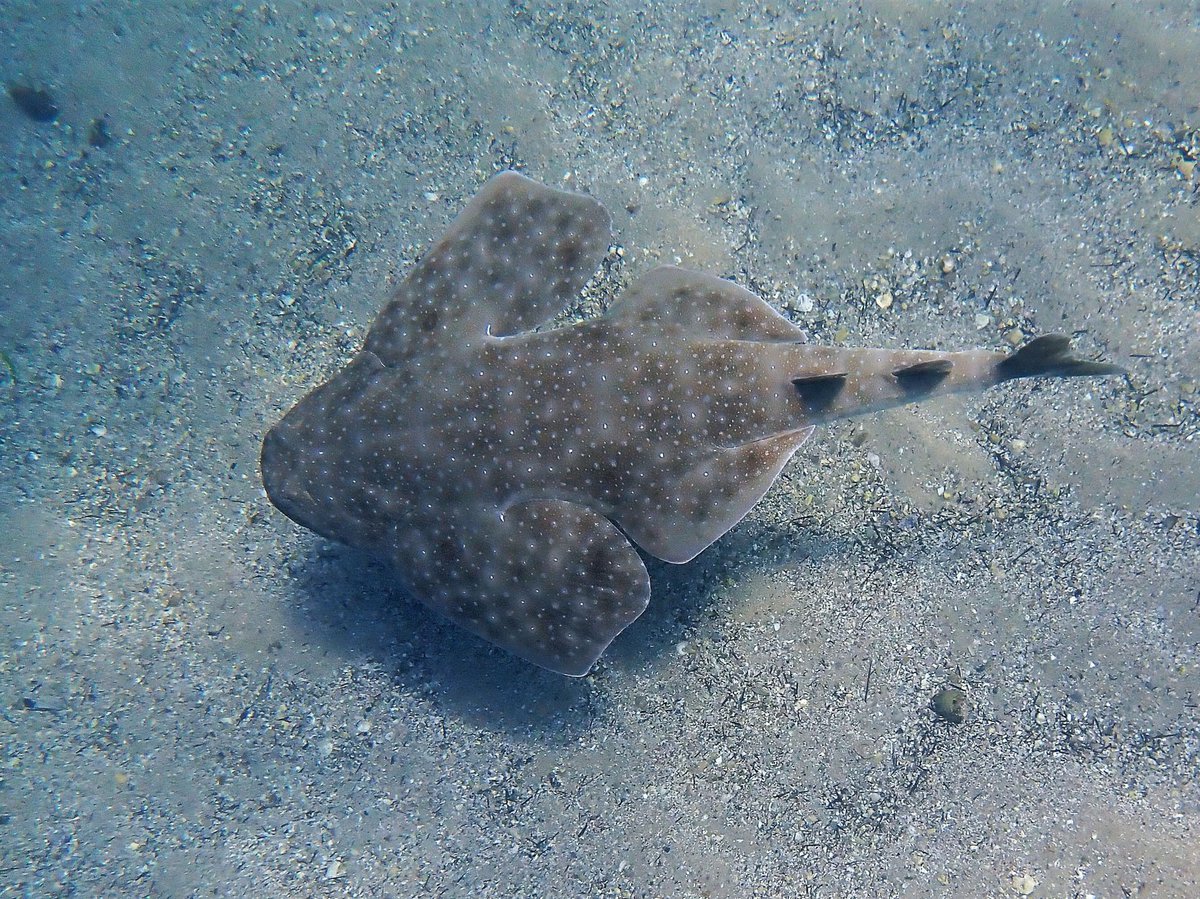 What Is An Angel Shark What Is An Angel Shark