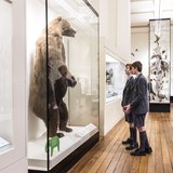 Although the Brown Bear is an apex predator capable of killing animals as large as a Moose, much of its diet consists of fruits, roots and leaves.