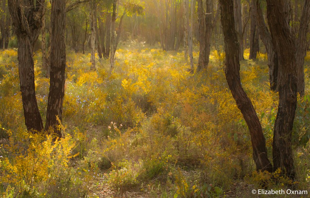 Prickly moses, Acacia pulchella