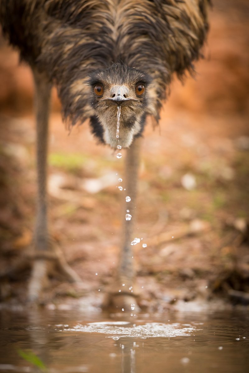 Emu