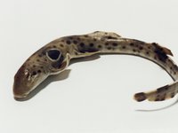 Epaulette Shark, Hemiscyllium ocellatum