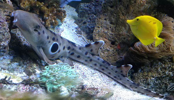 Epaulette Shark, Hemiscyllium ocellatum