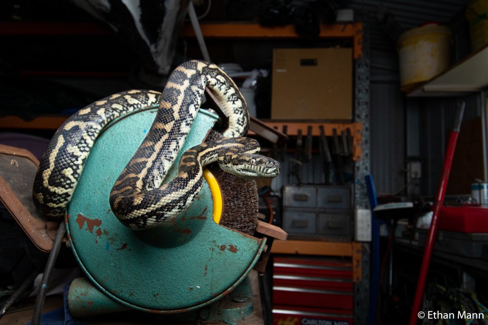 Coastal carpet python, Morelia spilota mcdowelli