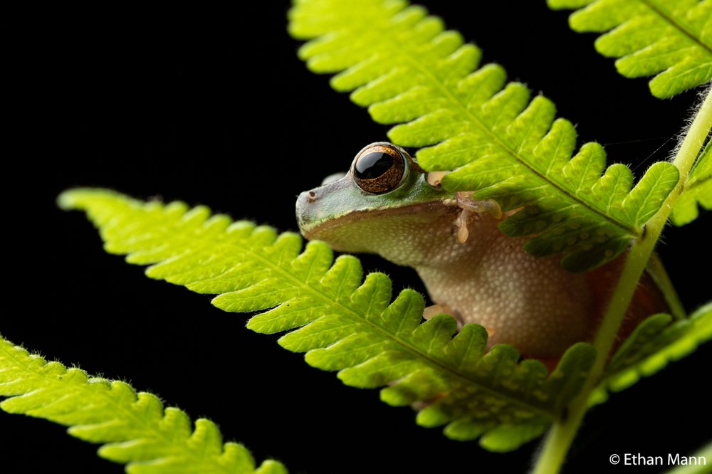 Cascade tree frog, Litoria pearsoniana