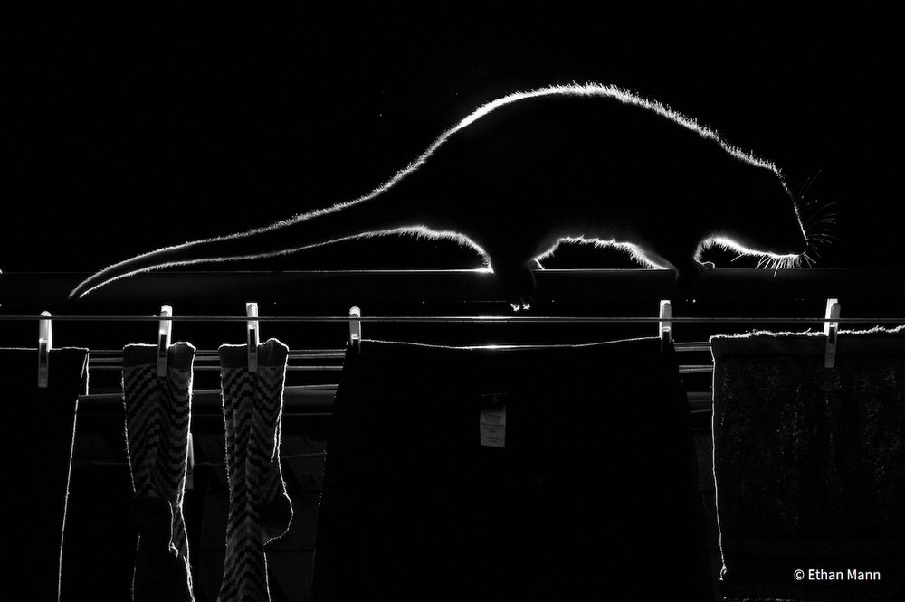 Laundry Night by Ethan Mann, Queensland