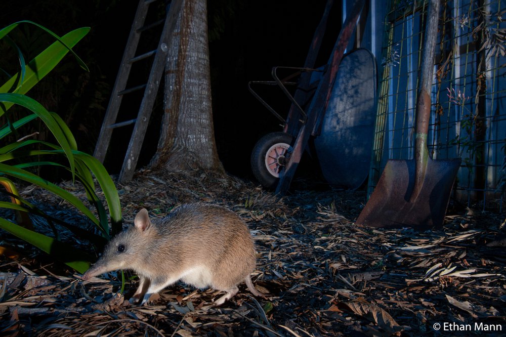 Long-nosed bandicoot, Perameles nasutaon