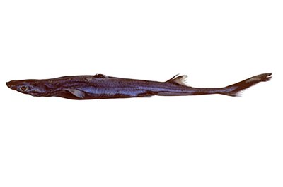 Lined Lanternshark, Etmopterus dislineatus Last, Burgess & Séret 2002