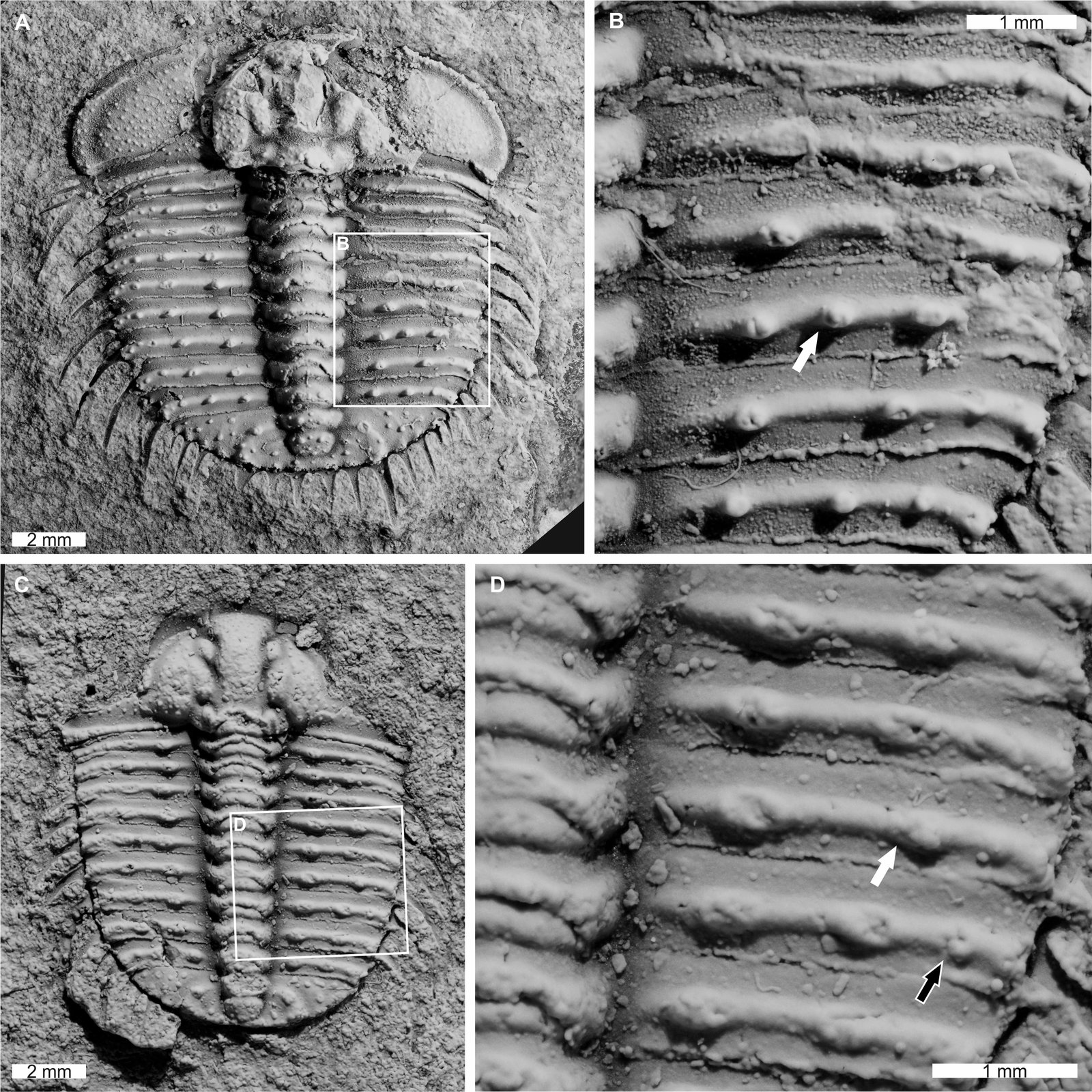 Odontopleura (Sinespinaspis) markhami with additional and abnormal structures.