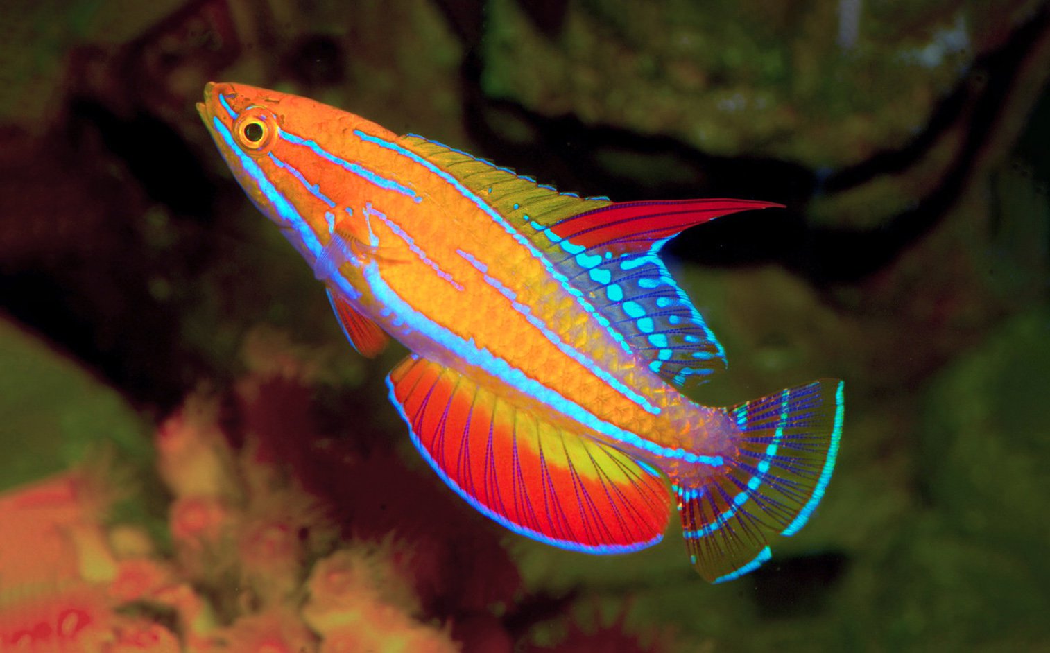 <i>Paracheilinus XX</i>, XXX Flasher Wrasse.